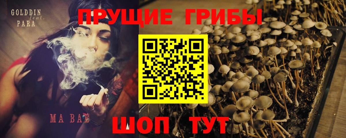 Галлюциногенные грибы Psilocybine cubensis Камень-на-Оби